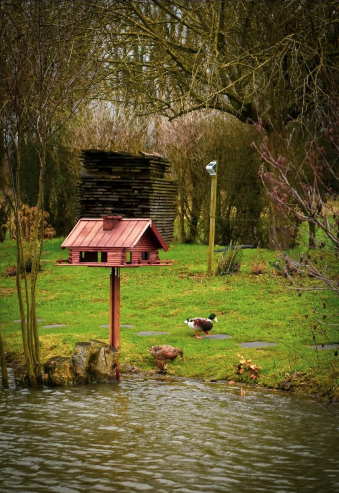 Le Tipi de L'étang - Maulde - logement insolite - Les canards